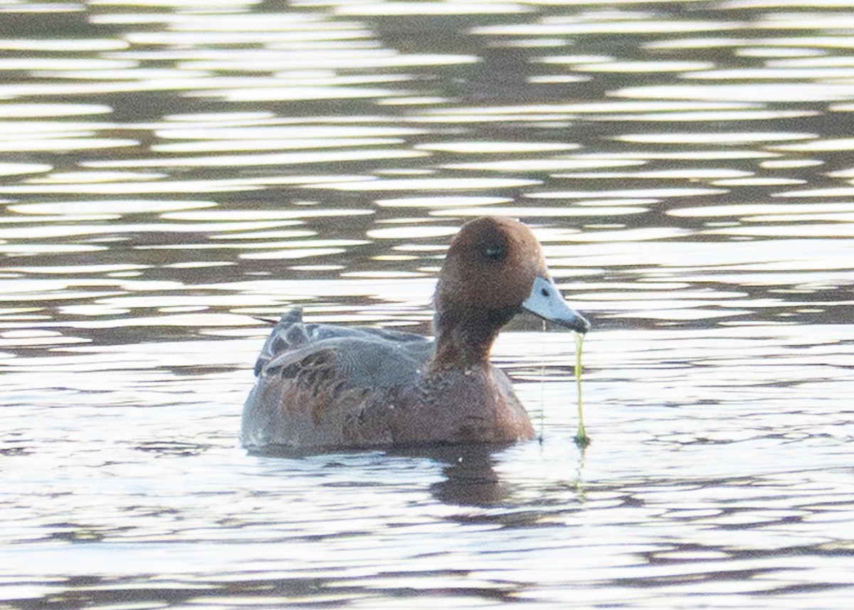 Eurasian Wigeon - ML644557129