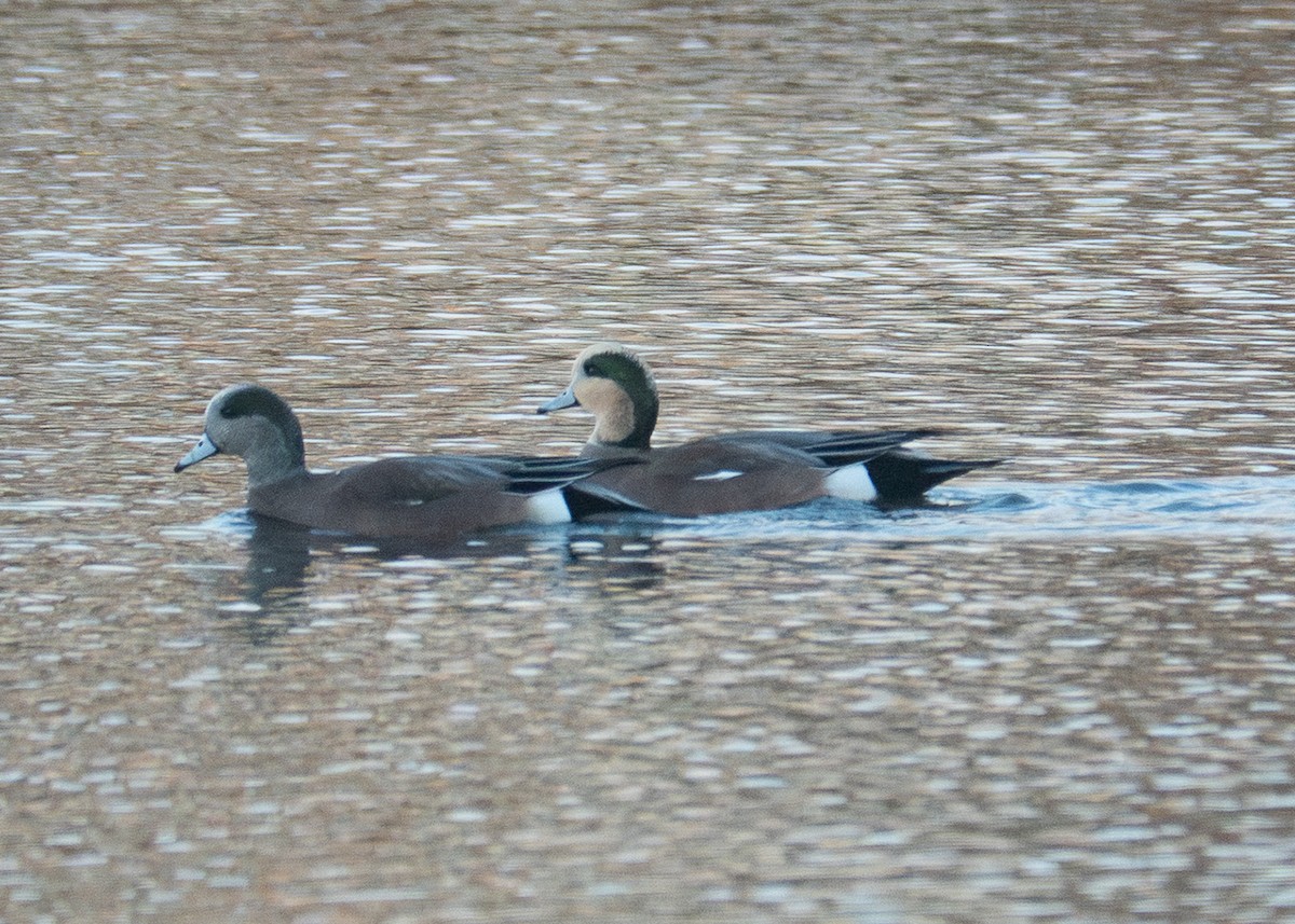 American Wigeon - ML644557138