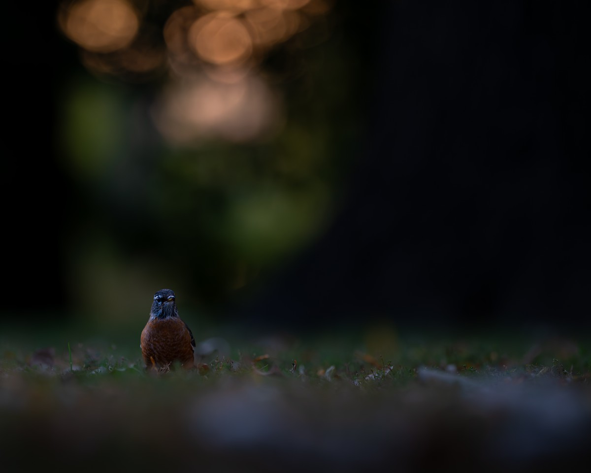 American Robin - ML644557139