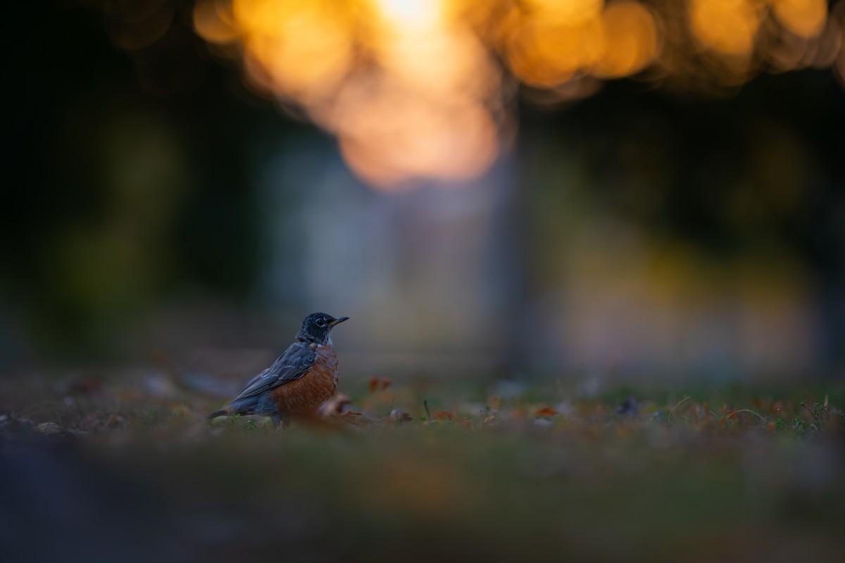 American Robin - ML644557141