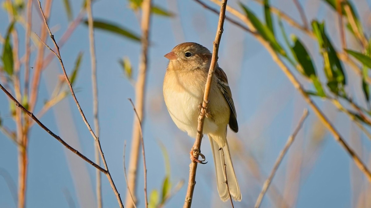 Field Sparrow - ML644557154