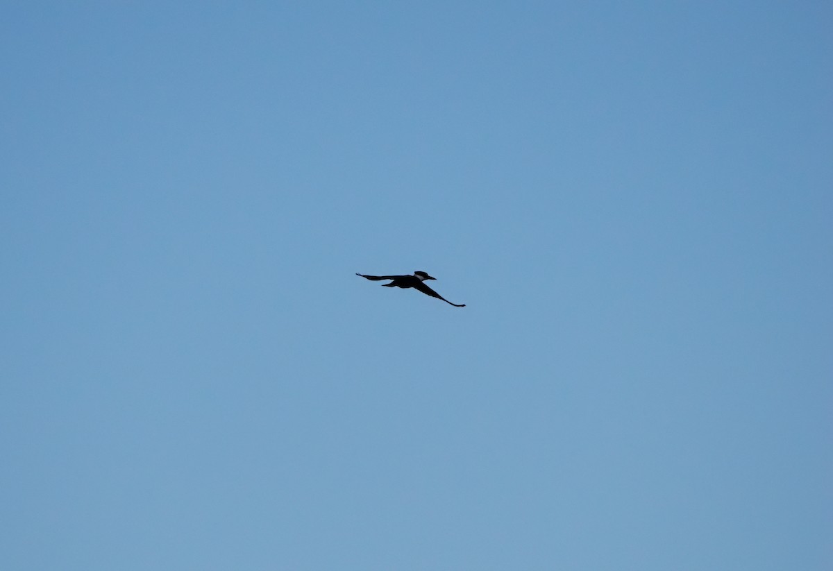 Kuşaklı Yalıçapkını - ML644557160