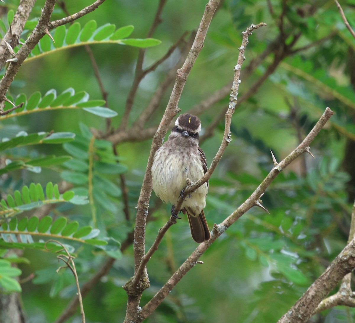 Tyran tacheté - ML644557165