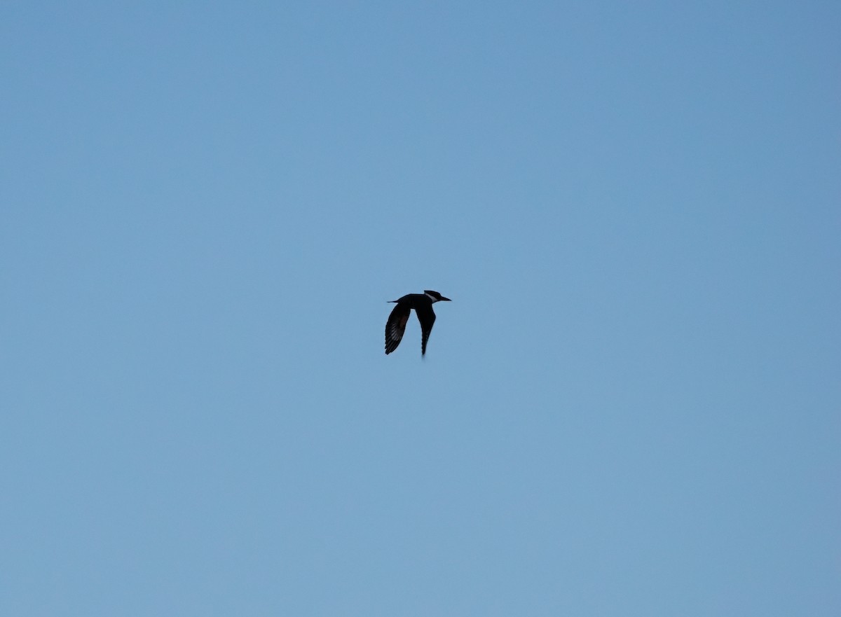 Kuşaklı Yalıçapkını - ML644557169