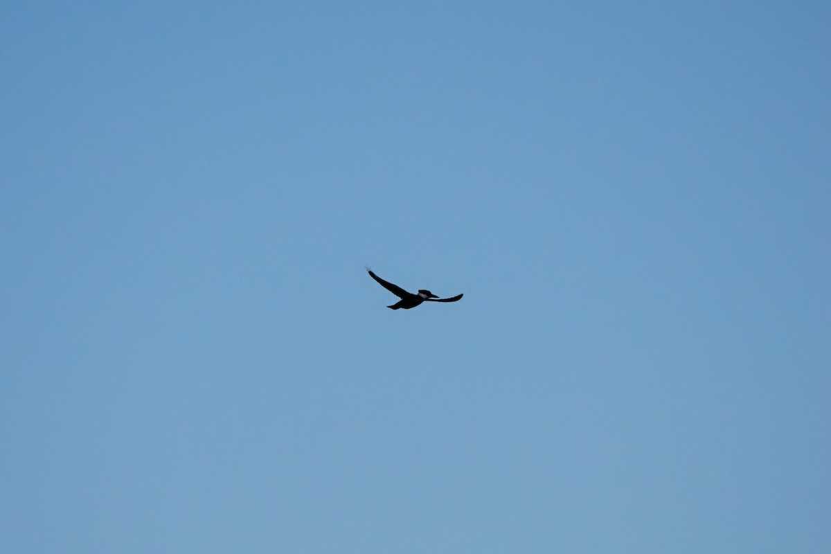 Kuşaklı Yalıçapkını - ML644557171