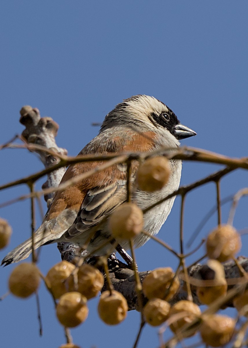 Cape Sparrow - ML644557175