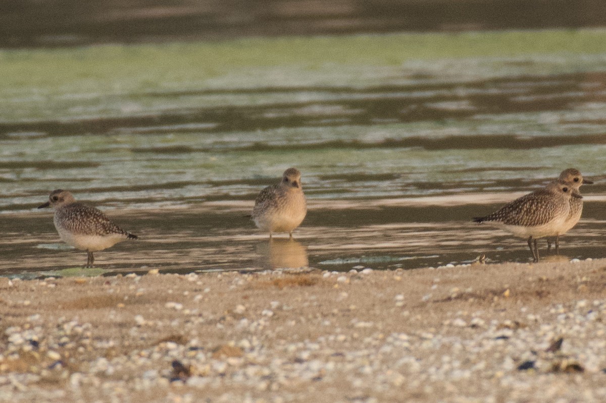 Txirri grisa - ML644557188