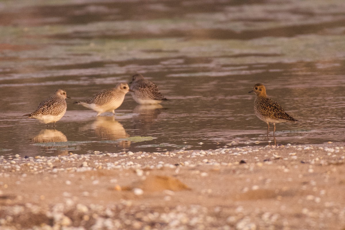 Txirri grisa - ML644557190