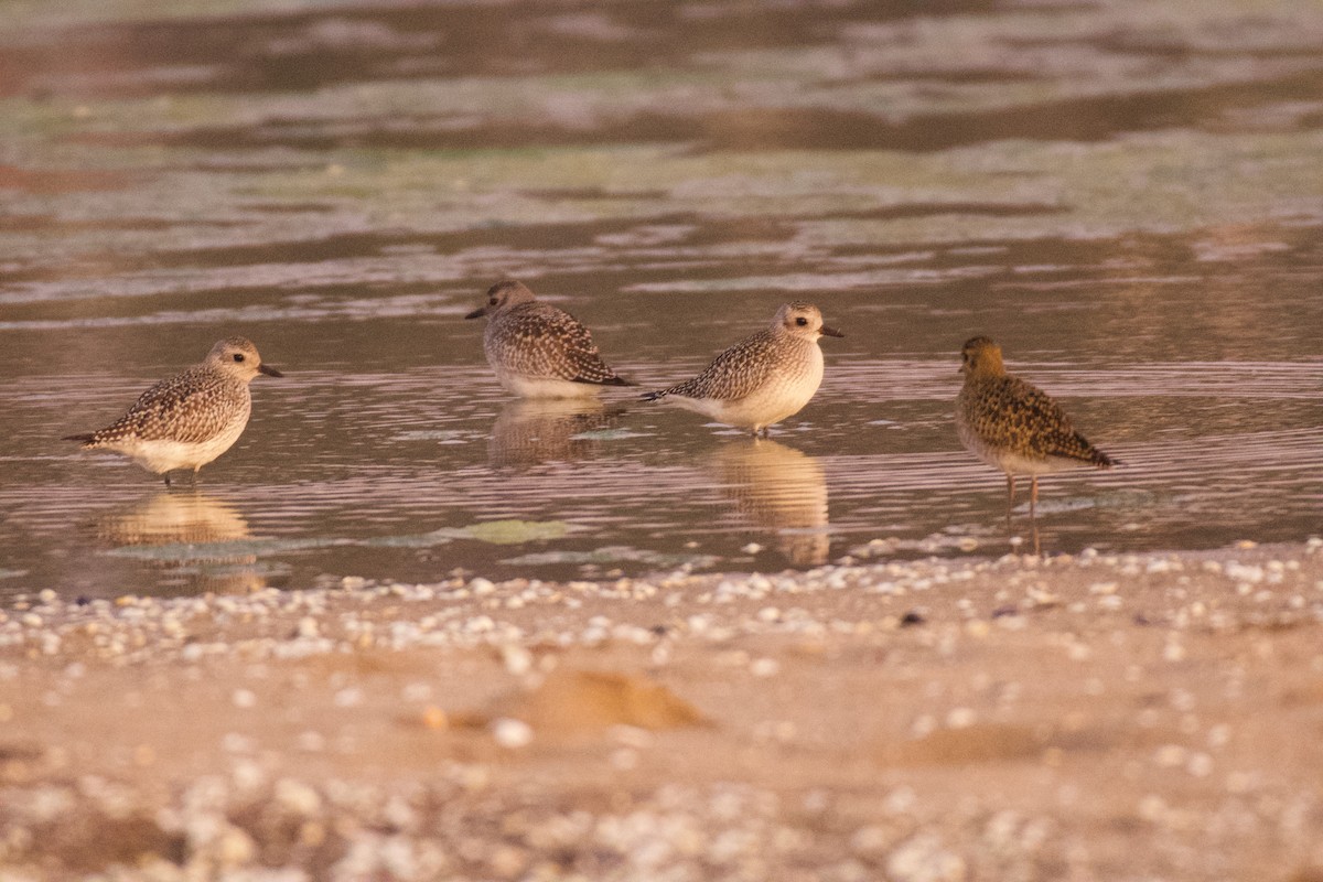 Txirri grisa - ML644557191