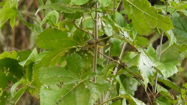 lesňáček rezavokorunkatý - ML644557202