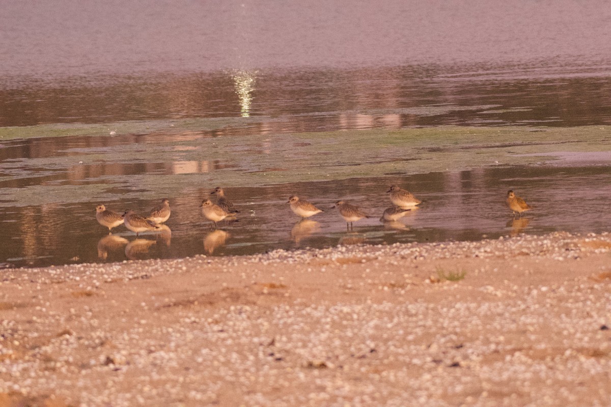 Txirri grisa - ML644557215