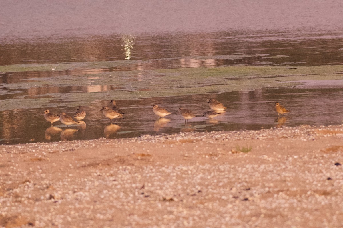 Txirri grisa - ML644557216