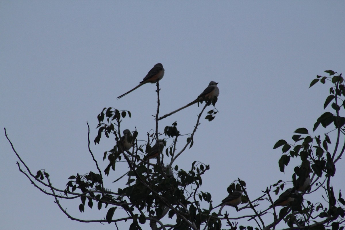 Tijereta Rosada - ML644557223