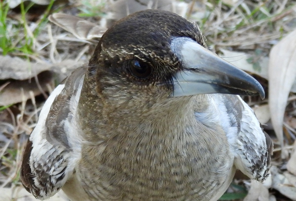 Verdugo Gorjinegro - ML644557228