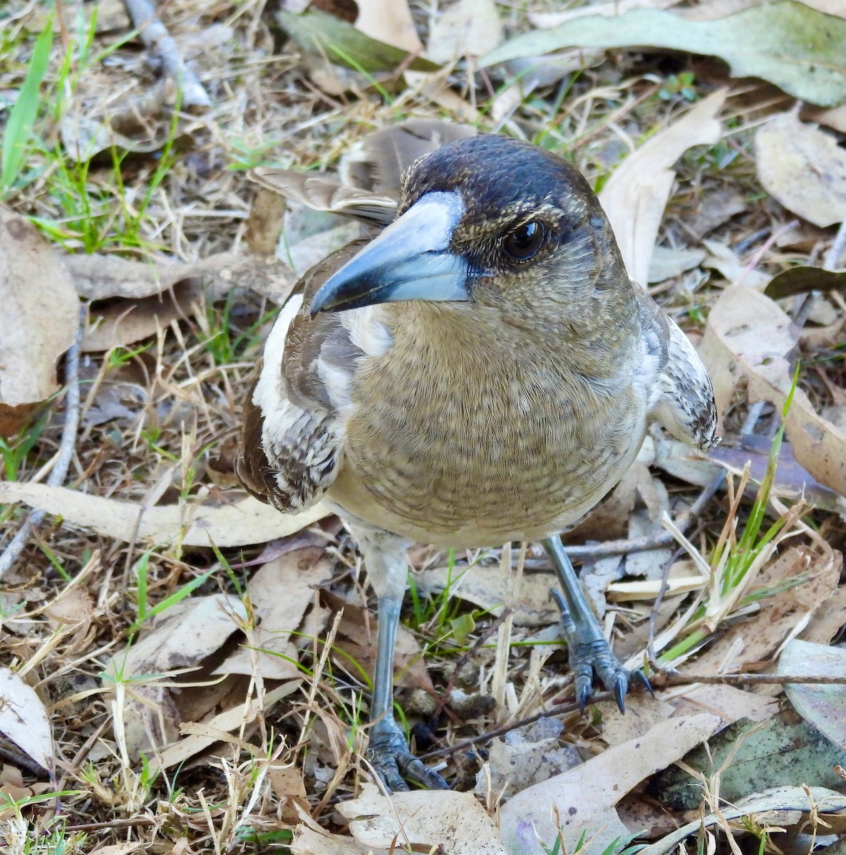 Verdugo Gorjinegro - ML644557229