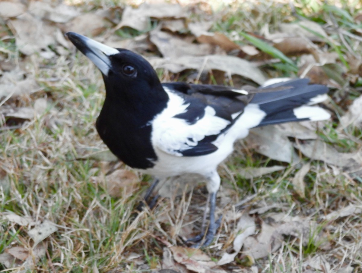 Verdugo Gorjinegro - ML644557230