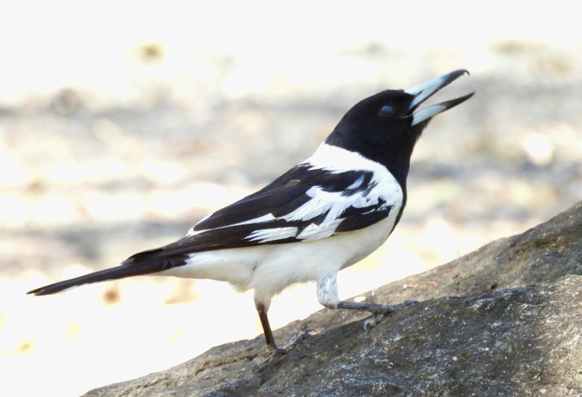 Verdugo Gorjinegro - ML644557231