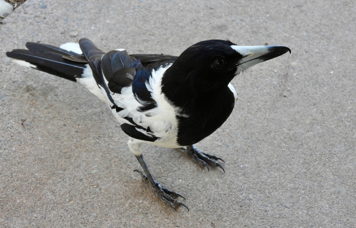 Verdugo Gorjinegro - ML644557232