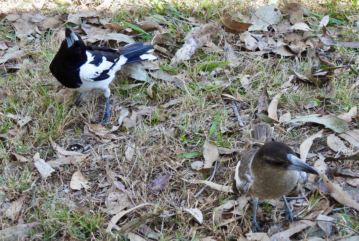 Verdugo Gorjinegro - ML644557233