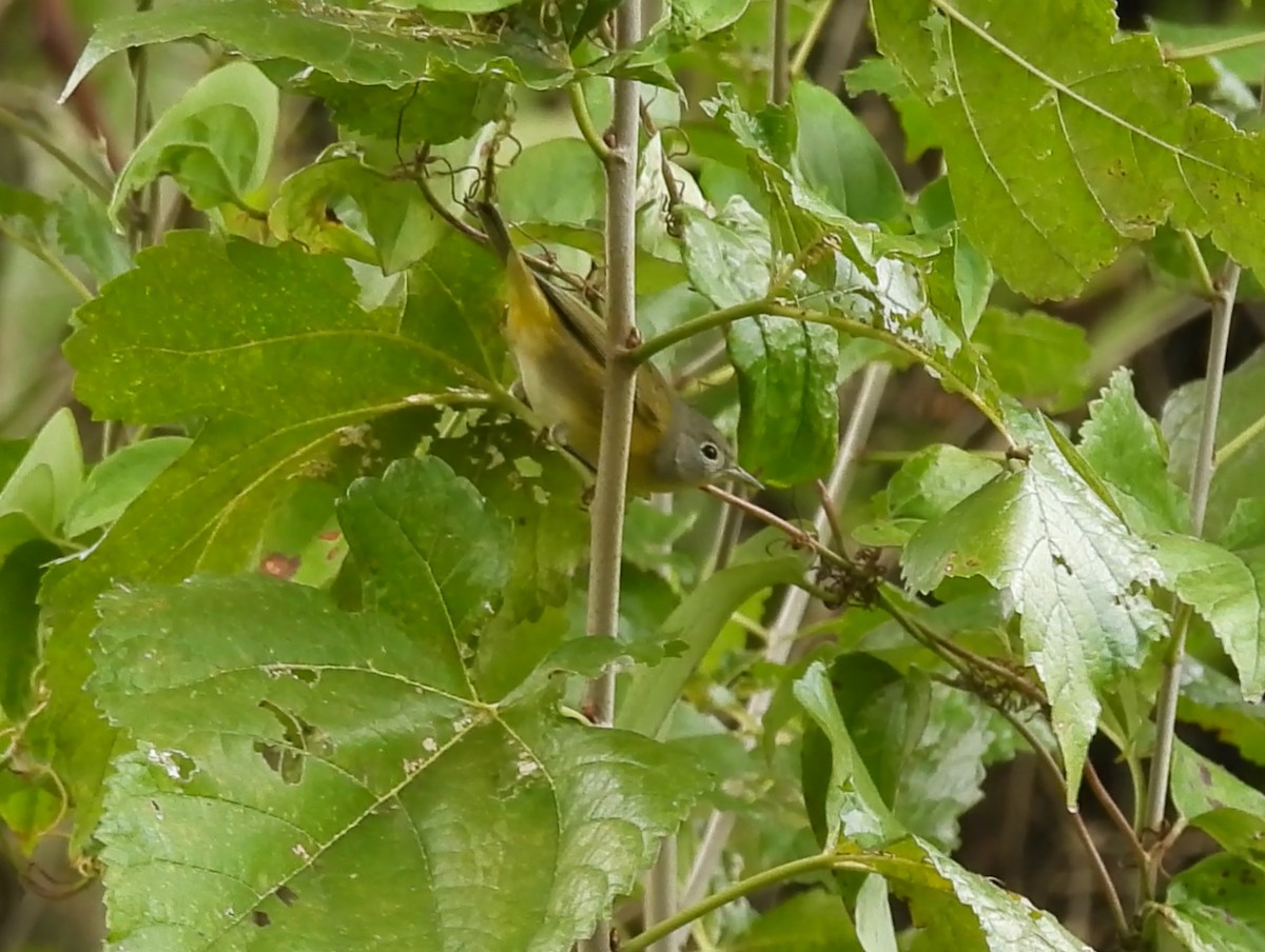 Reinita de Nashville - ML644557234