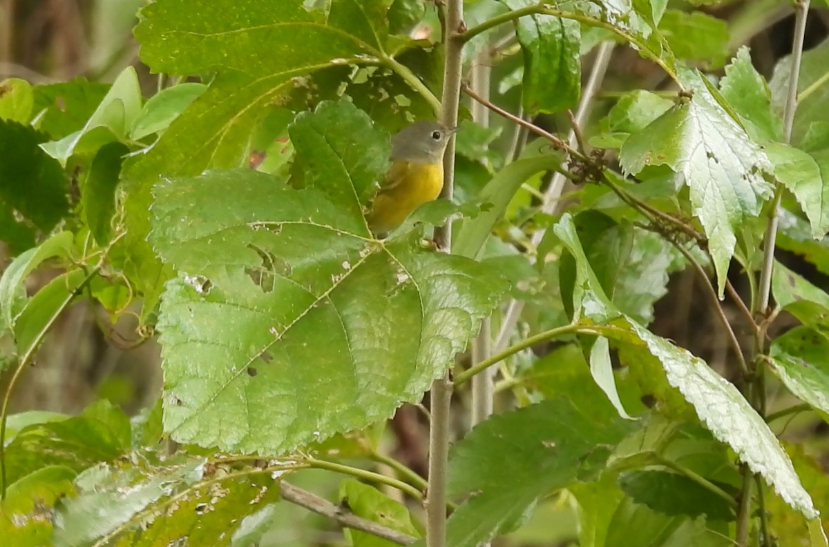 Reinita de Nashville - ML644557235