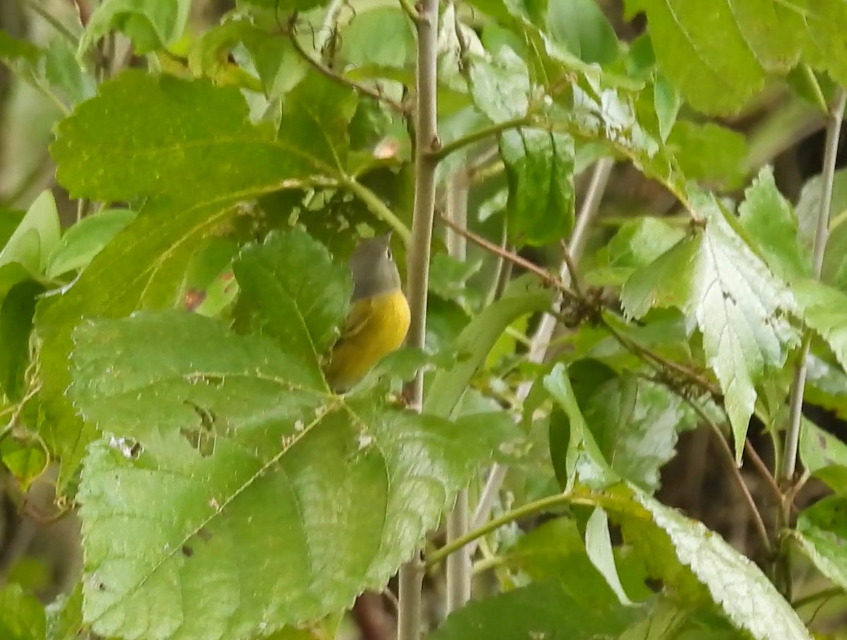 Reinita de Nashville - ML644557236