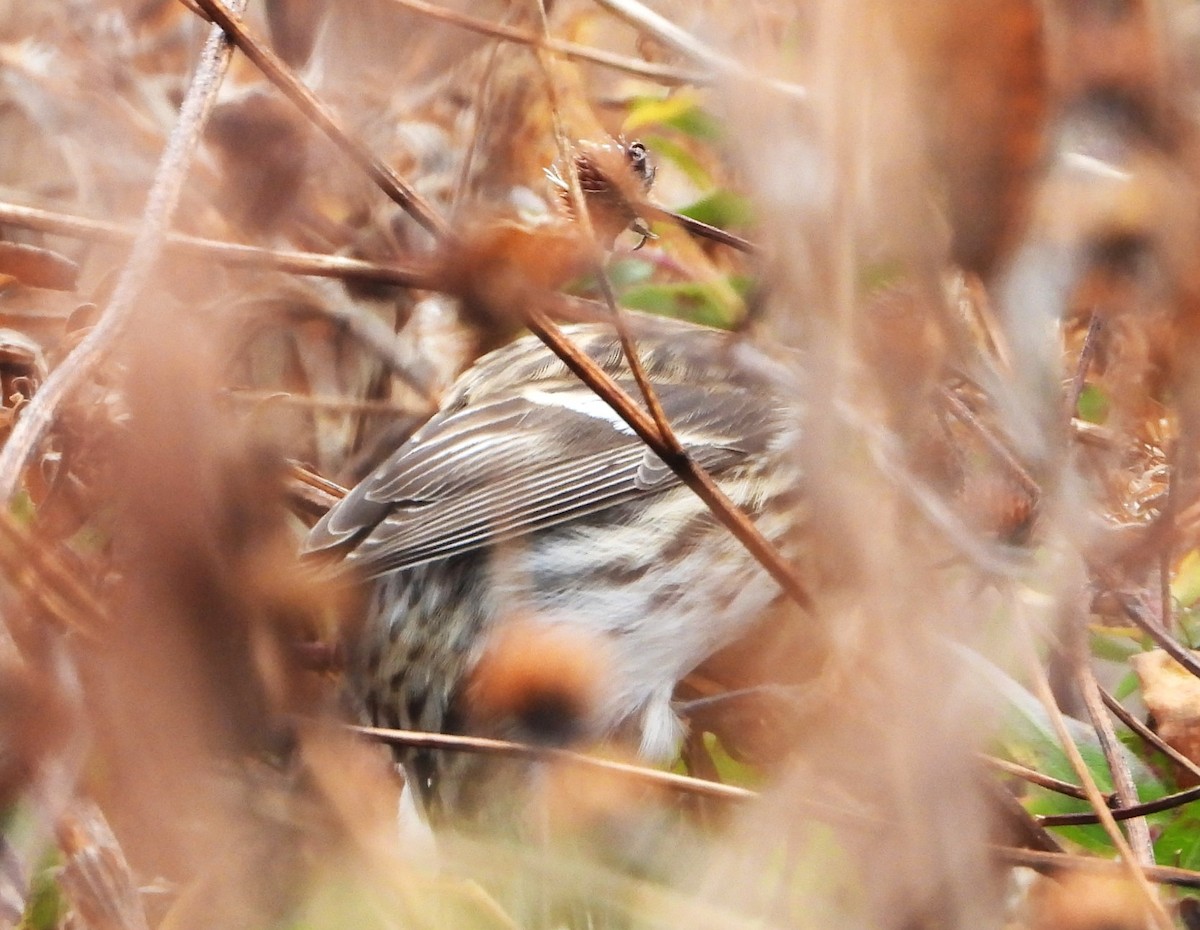 Pardillo Sizerín (norteño) - ML644557237