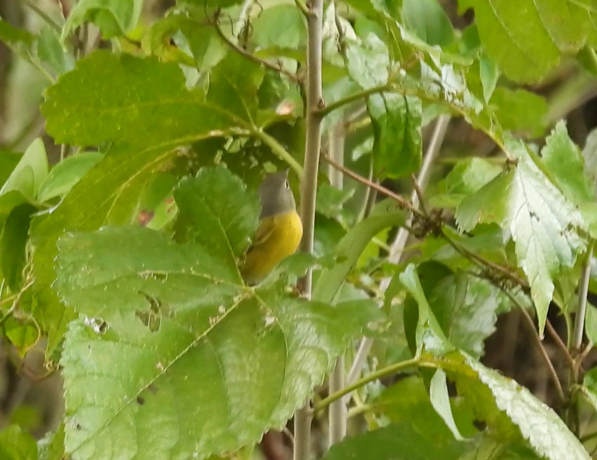 Reinita de Nashville - ML644557238