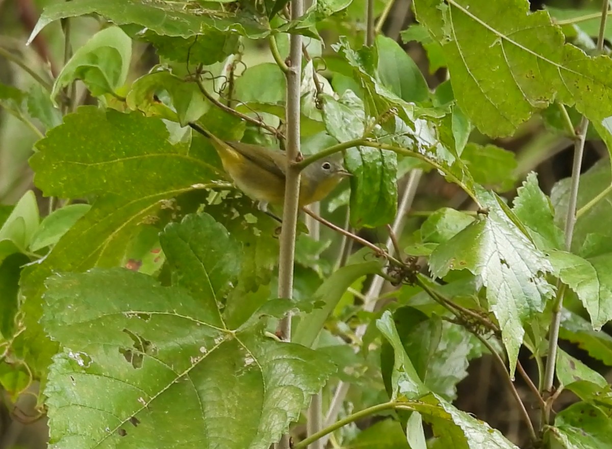 Reinita de Nashville - ML644557239