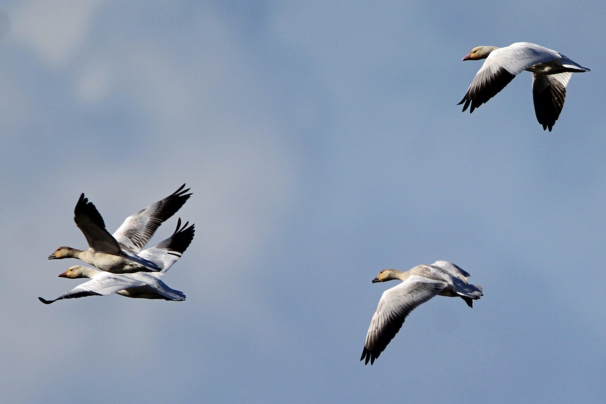 Ánsar Nival - ML644557241