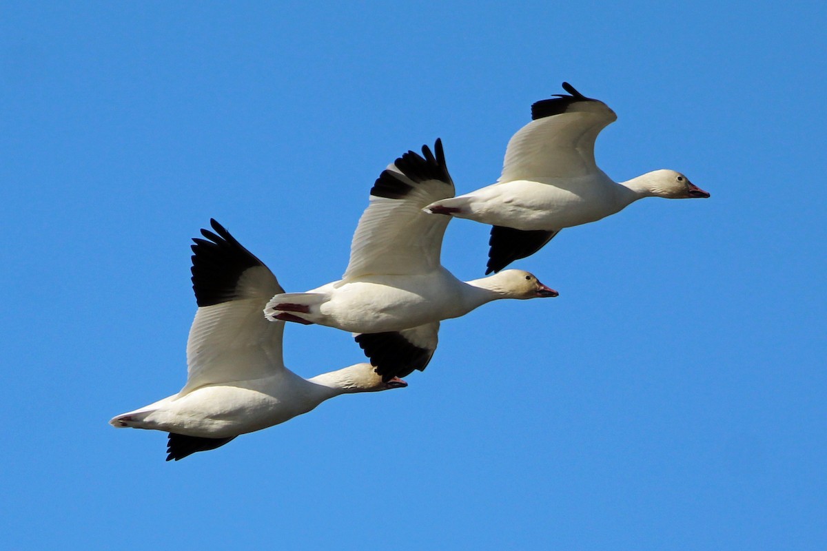 Ánsar Nival - ML644557242