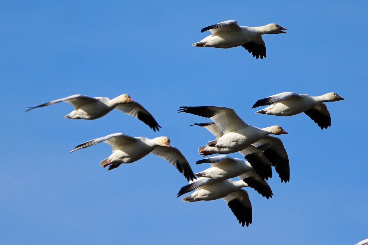 Ánsar Nival - ML644557243