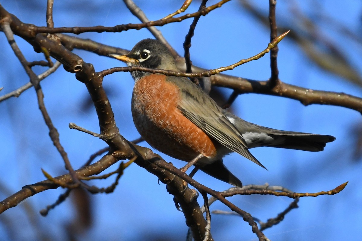 Zorzal Americano - ML644557251