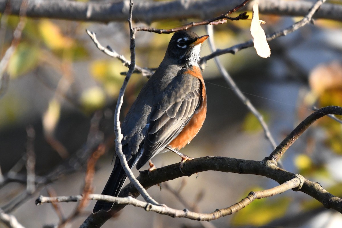 Zorzal Americano - ML644557252