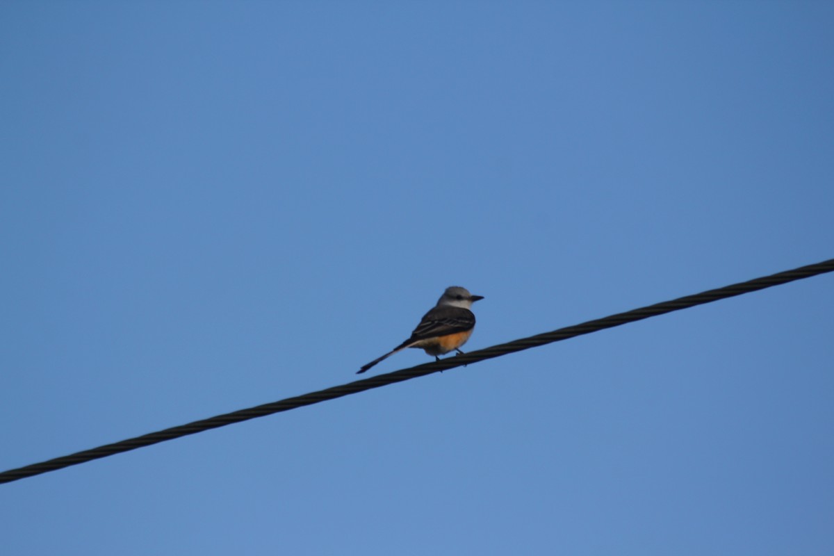 Tijereta Rosada - ML644557253