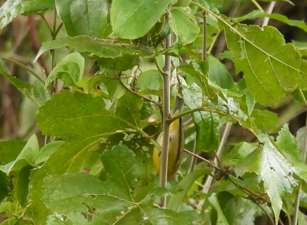 Reinita de Nashville - ML644557255