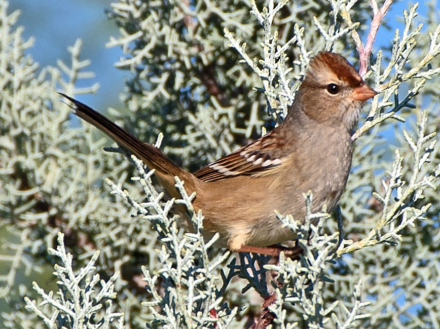 Chingolo Coroniblanco - ML644557256