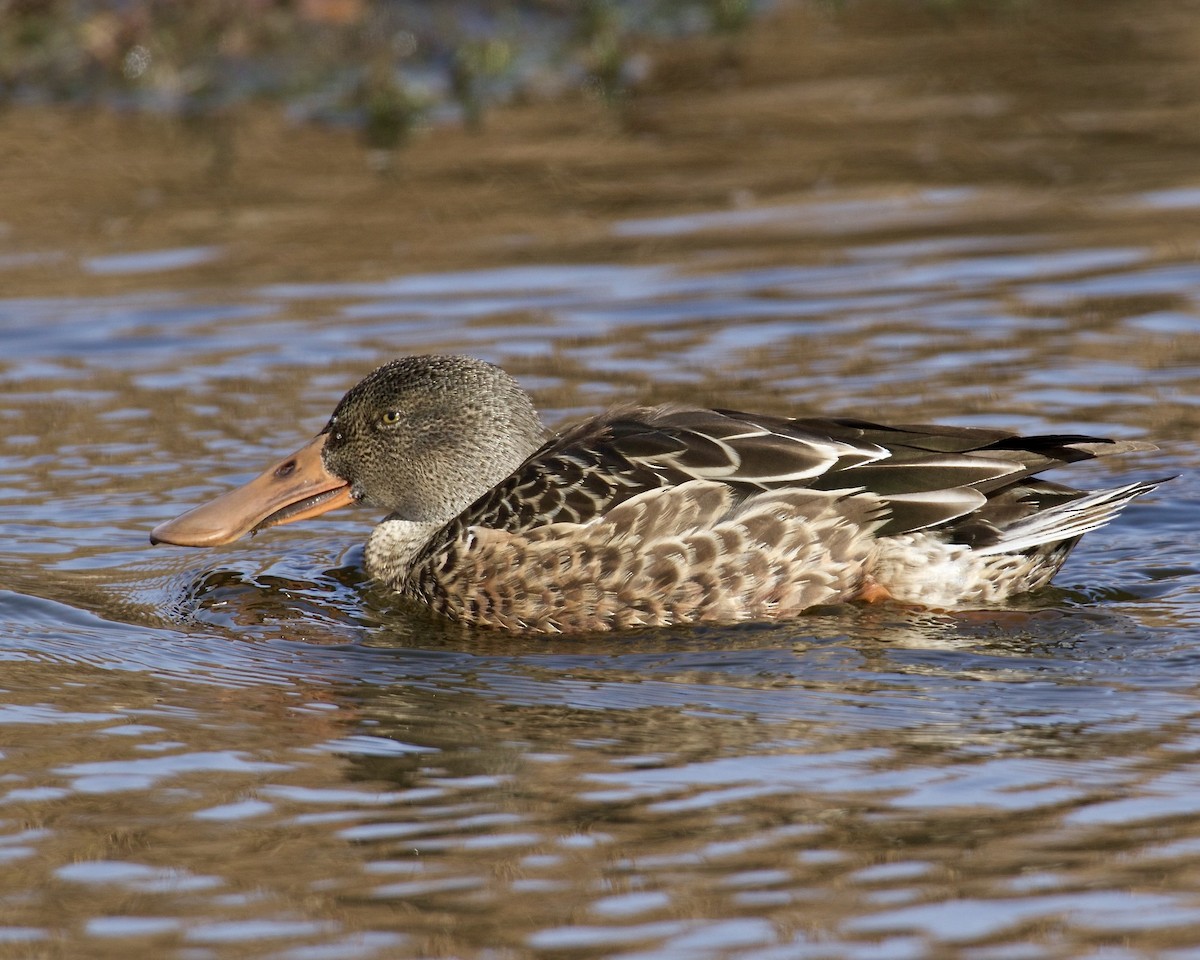 Cuchara Común - ML644557258