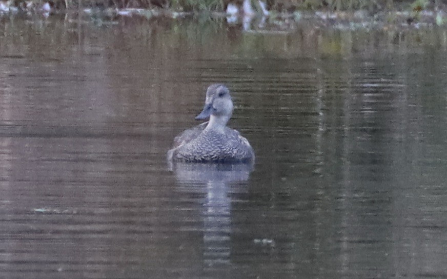 Ánade Friso - ML644557259