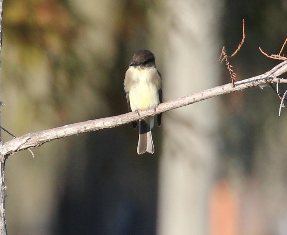 Mosquero Fibí - ML644557261