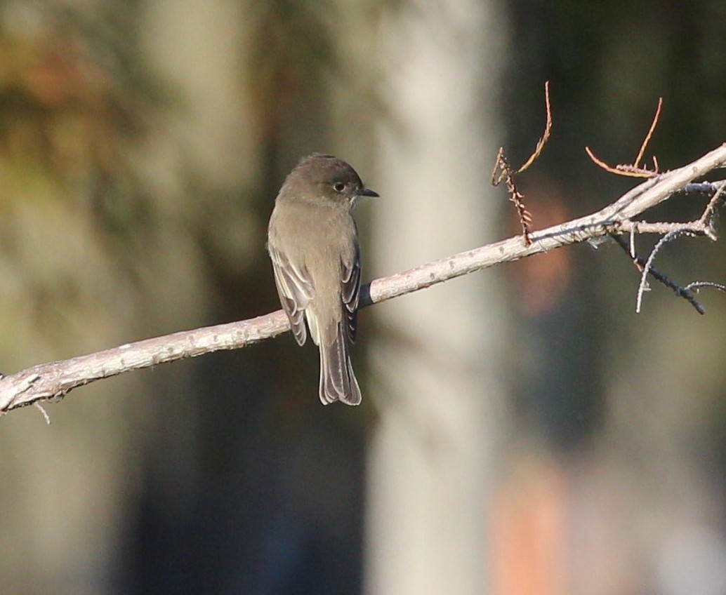 Mosquero Fibí - ML644557262