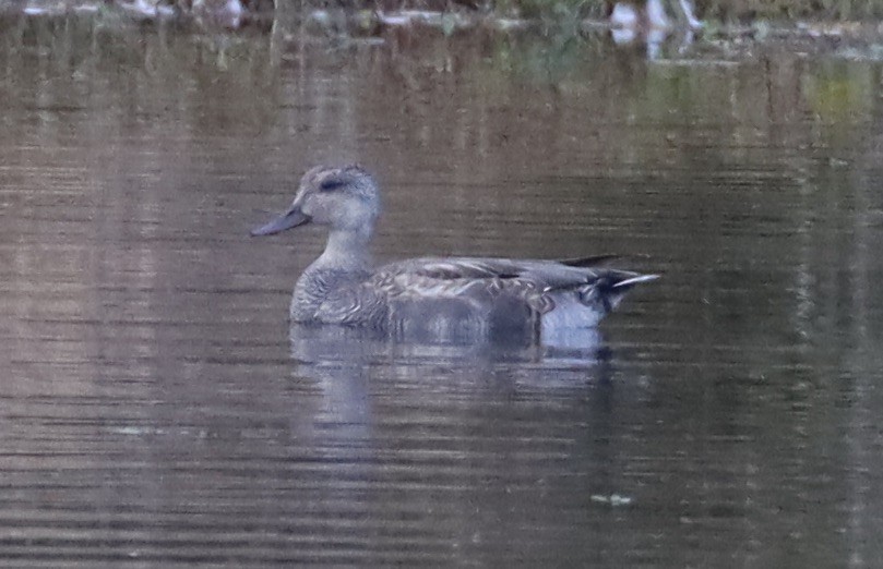 Ánade Friso - ML644557263