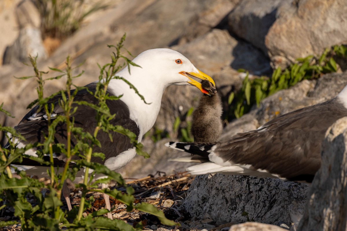 Gavión Atlántico - ML644557271