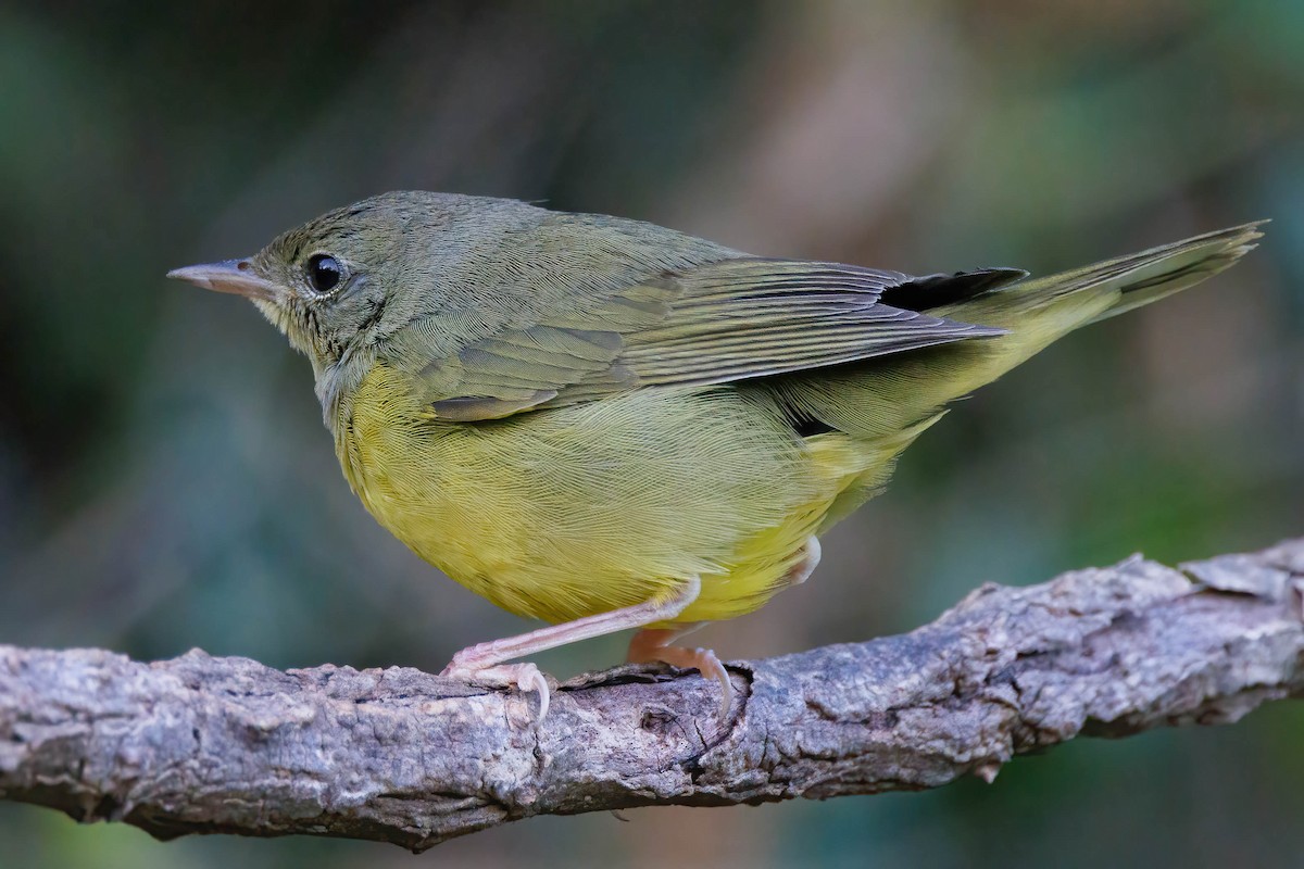 Mourning Warbler - ML644557284