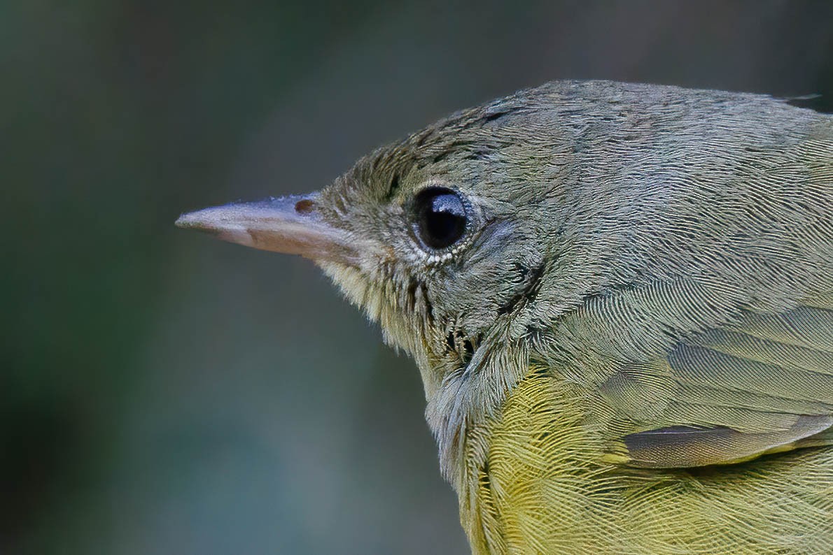 Mourning Warbler - ML644557285