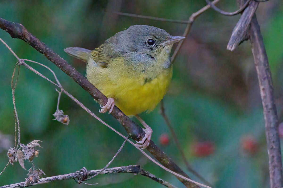 Mourning Warbler - ML644557286