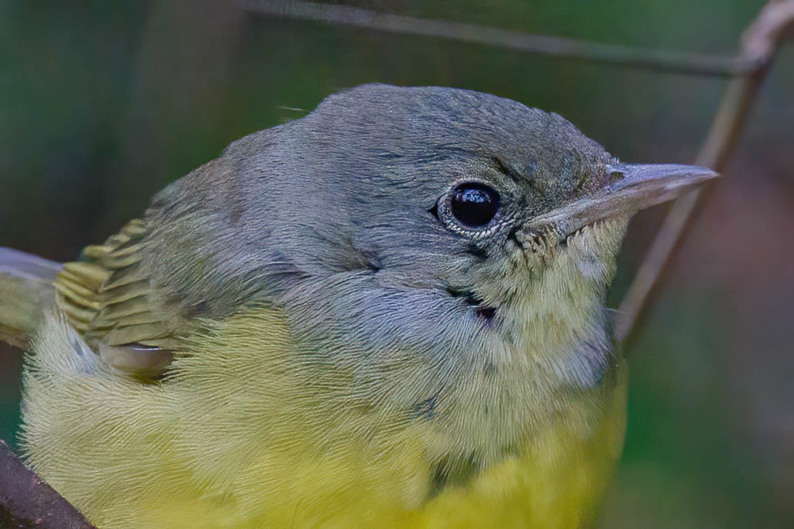 Mourning Warbler - ML644557287
