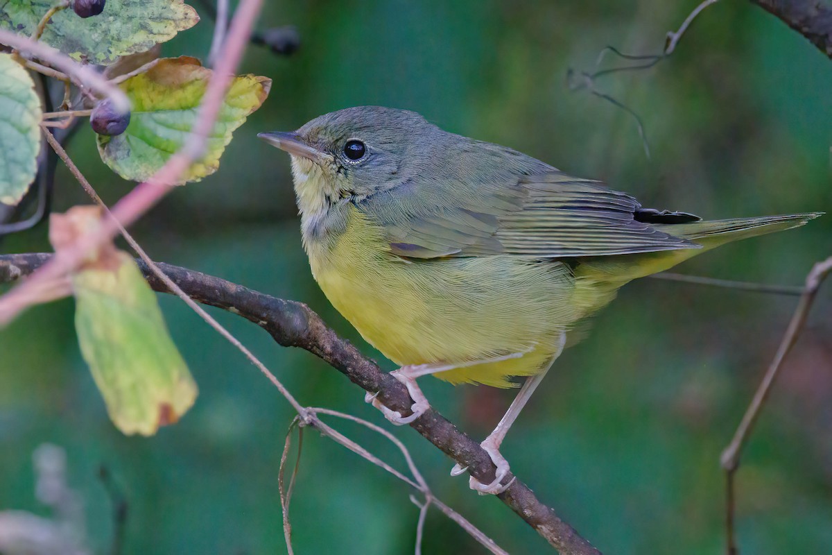 Mourning Warbler - ML644557288