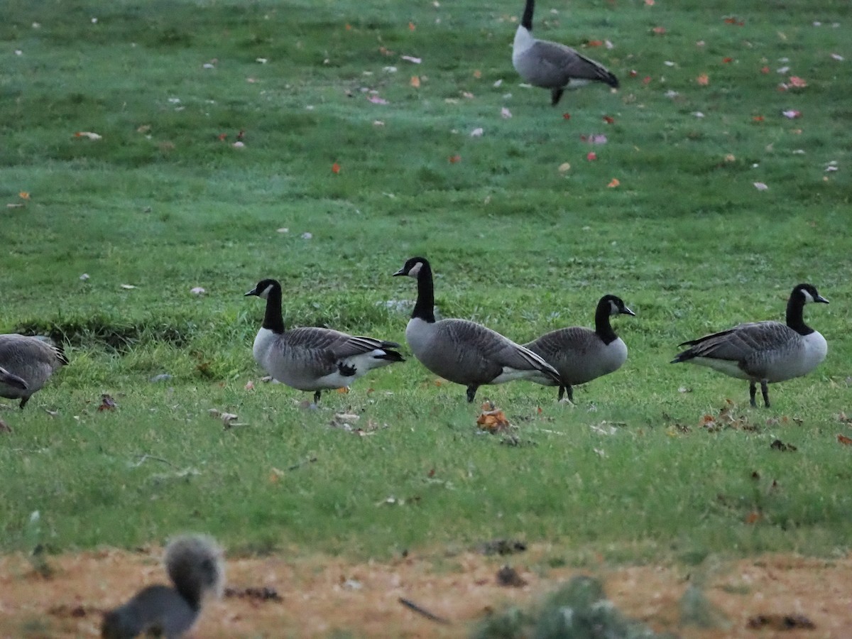 Kanada Kazı - ML644557291