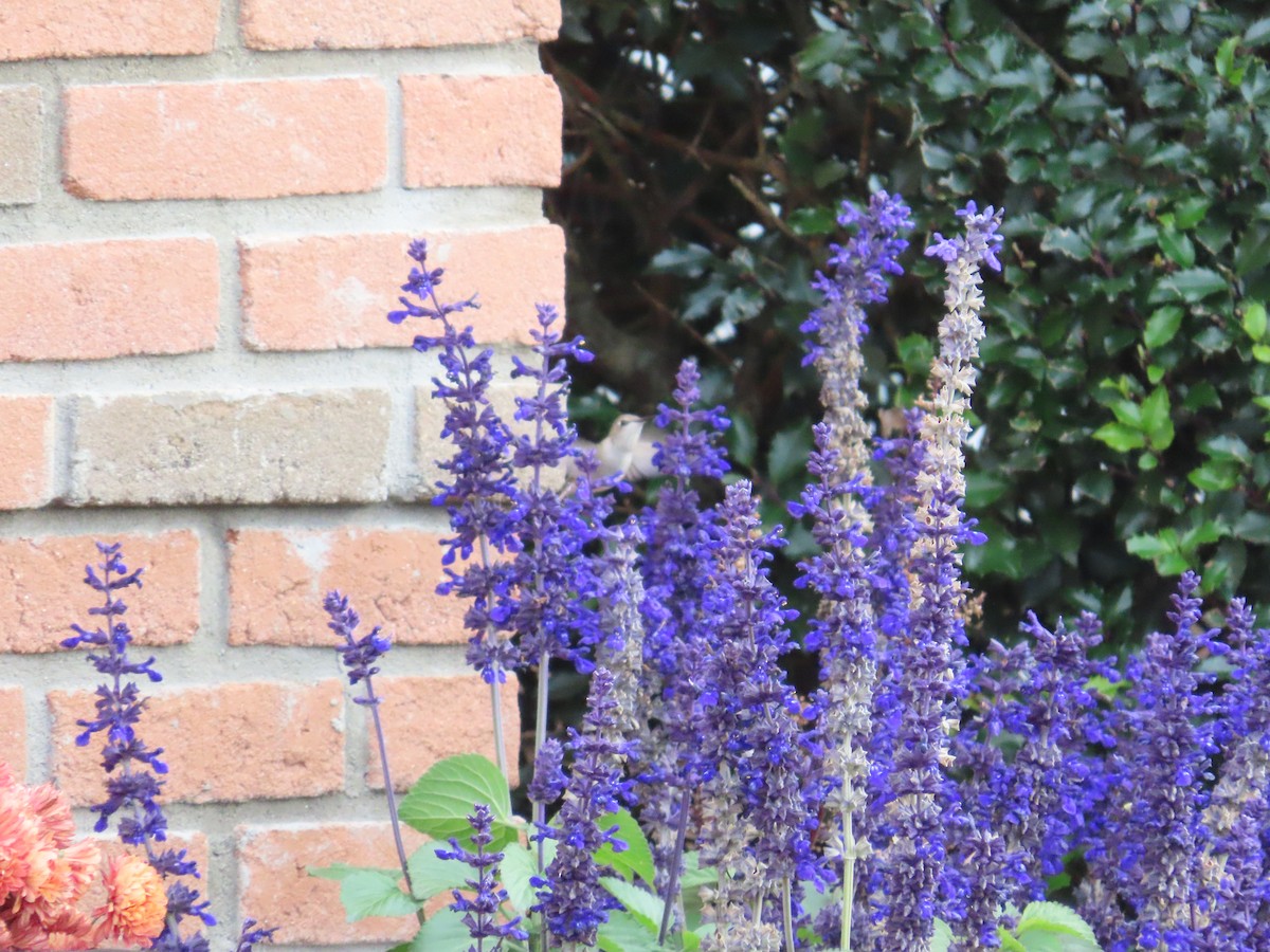 Black-chinned Hummingbird - ML644557297